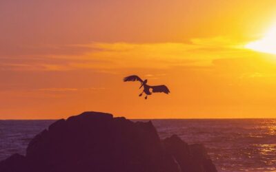 Pelicans of Costa Rica: Majestic Birds of Coastal and Inland Waters