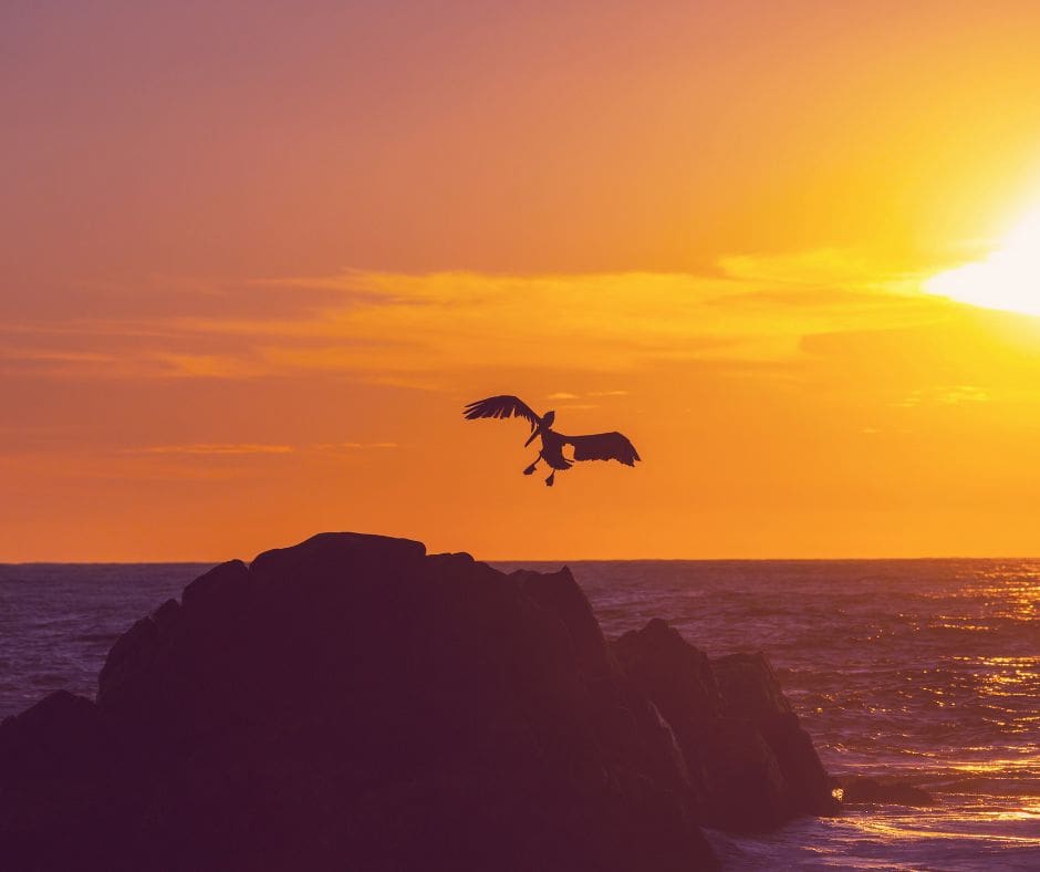 Untitled design – 2024-06-09T130425.665 Pelicans