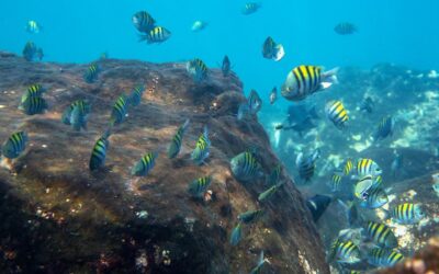 Under the Sea