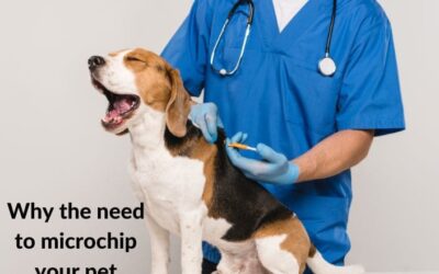 Six Most Important Reasons to Microchip Your Pet