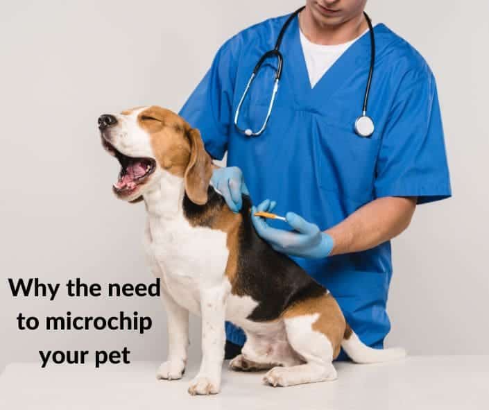 pet microchip