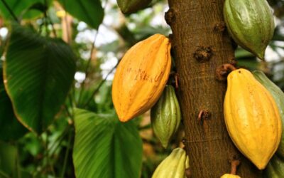 Chocolate from the Rainforest: Costa Rica’s Sweet Contribution to the World