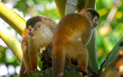 The Titi Monkeys of Costa Rica: Guardians of the Rainforest