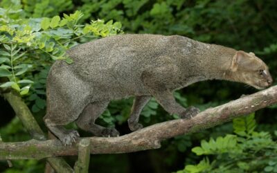 Shadow of the Forest: Exploring the Enigmatic World of Costa Rica’s Jaguarundi