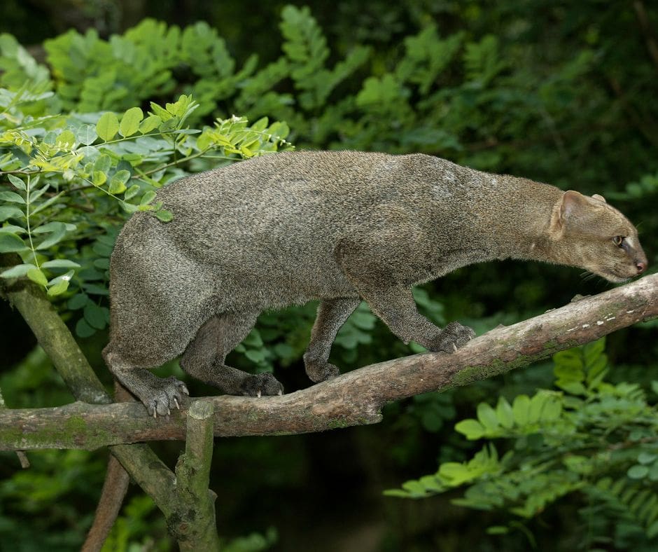 Jaguaruni