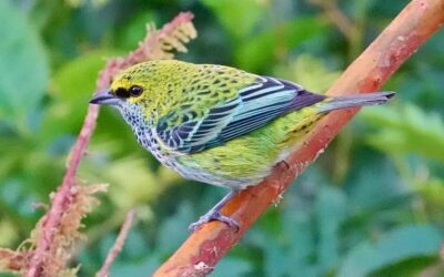 Colors in the Canopy: Discovering the Speckled Tanager’s Habitat and Habits