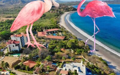 Catching Waves and Preserving Tales: Tom Knight’s Reflections on Flamingo and Tamarindo