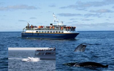 Whale Watching vs. Whaling: Charting a Sustainable Path Forward