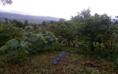Investing in this Costa Rica Farmland