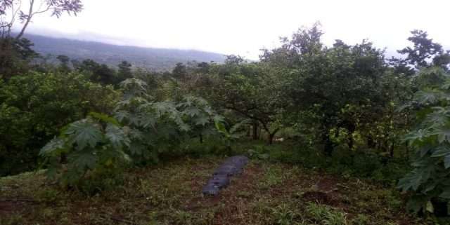 FARMLAND 2