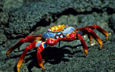 Sally Lightfoot Crabs of Costa Rica: Nature’s Vivid Coastal Artists