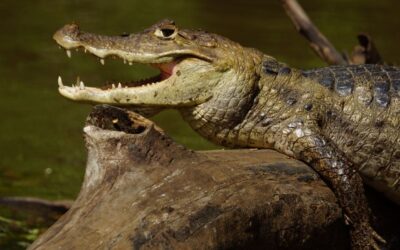 The Spectacular Spectacled Caiman of Costa Rica