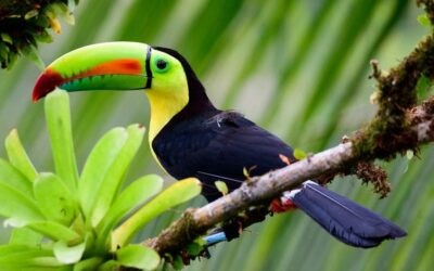 Keel-Billed Toucan: The Banana-Billed Acrobat