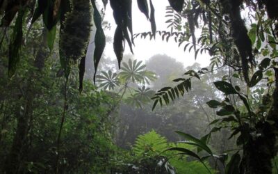 Exploring the Untamed Wilderness of Costa Rica: A Comprehensive Guide