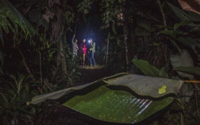 Night Walks in the Jungle – Turn Your Night Mode On