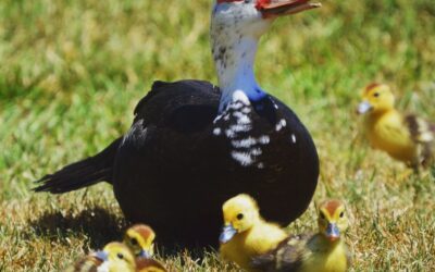 The Muscovy Duck of Costa Rica: A Closer Look at This Unique Bird