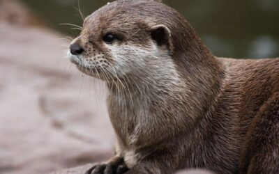 Riverside Rulers: The Neotropical Otters of Costa Rica