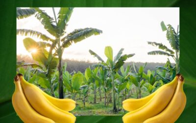 Banana Drama: The Tumultuous History of Banana Exports in Costa Rica and Its Soap Opera-Worthy Twists