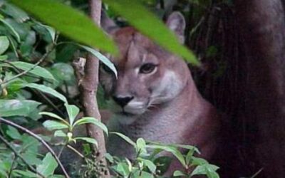 Unveiling the Charms of Alberto Manuel Brenes Biological Reserve