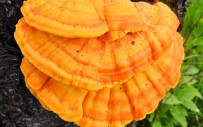 Gallina de Palo: The Mushroom That Tastes Like Chicken