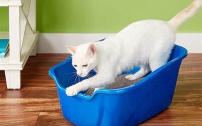 Pet Care: Cats and Litter Boxes