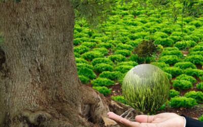 Eco-Investments: Discover Costa Rica’s Sustainable Farms and Orchards