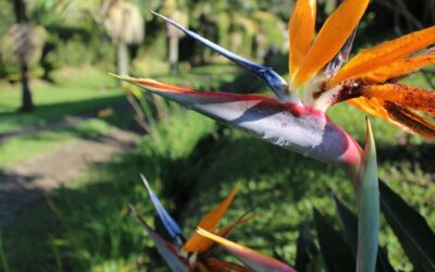 The New Face of Paradise: Gentrification and Its Impact on Costa Rican Communities