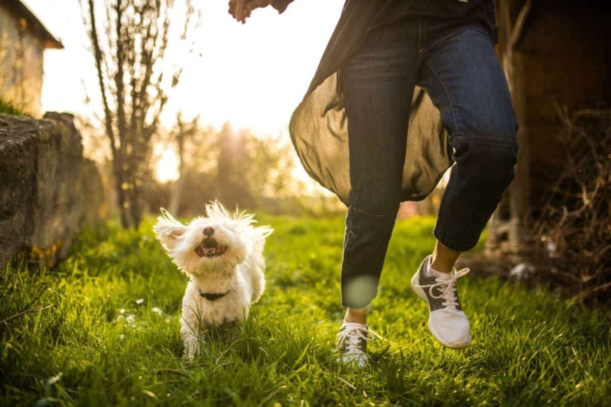 pet care