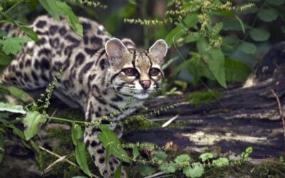 Whispers of the Forest: The Margay’s Tale