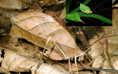 The Curious Case of the Leaf-Mimic Katydid