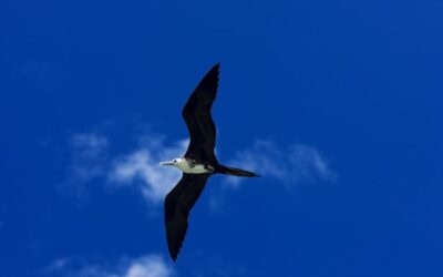 The Magnificent Frigatebird: Costa Rica’s Fearless Sky Pirate