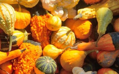 Garden to Gourmet: Celebrating Costa Rica’s Vibrant Squash and Pumpkins