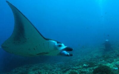 The Graceful Giants of Costa Rica’s Waters: The Manta Ray Experience