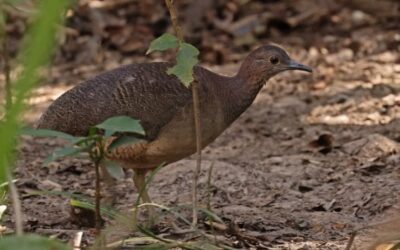 Costa Rica Birding: Little Tinamou—The Forest’s Whisper