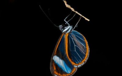 The Hidden Rainbow: Discovering Costa Rica’s Glasswing Butterflies
