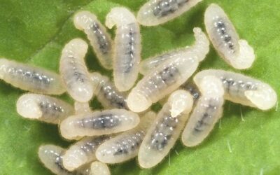 Chasing the Elusive Escamoles: Costa Rica’s Ant Caviar