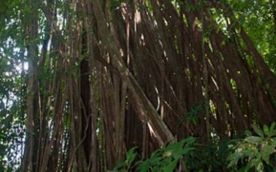 The Marvelous Matapalo Tree: Nature’s Ingenious Architect