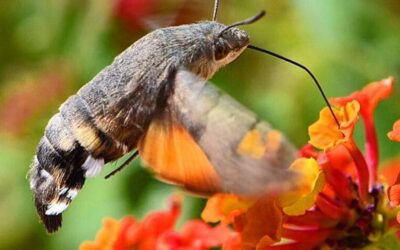 The Enchanting Hummingbird Moth: A Daytime Deceive