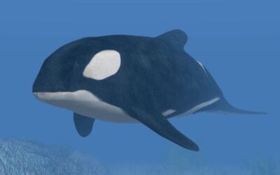 Majestic Mariners: The Seasonal Arrival of Orcas to Costa Rica’s Waters