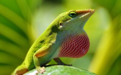 The Colorful World of Costa Rican Anoles