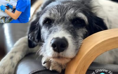 Dental Cleaning for Senior Dogs