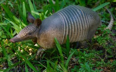 The Shy Dwellers: Armadillos of the Costa Rican Soil