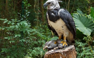 The Majestic Harpy Eagle: A Treasure in Costa Rica’s Skies
