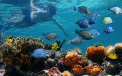 Riding the Blue Wave: Costa Rica’s Pioneering Bond for Ocean Conservation