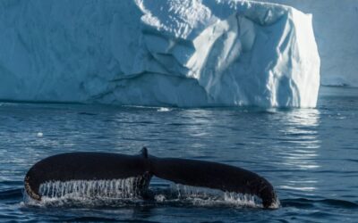 Doing Good Time for The Whales in Greenland