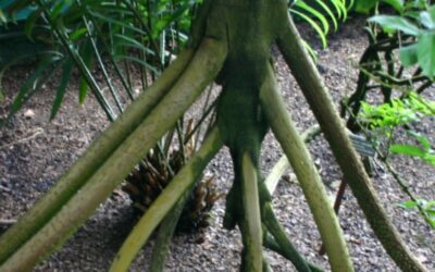 Nature’s Nomads: The Walking Palms on the Move in Costa Rica