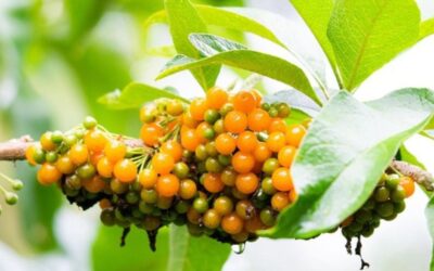 Why the Guitite Tree is Essential for Costa Rica’s Pollinators