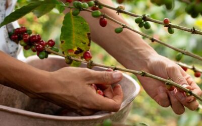 Organic Coffee Benefits: Health, Taste & Sustainability Explained