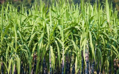The Sugar Cane Industry in Costa Rica: History, Sustainability, and Economic Impact