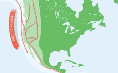 The Mysterious Migrations of Costa Rica’s Wildlife
